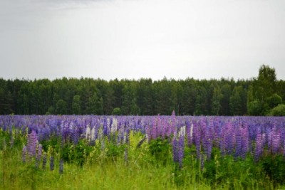 DSC_2785.JPG