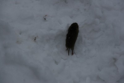 IMG_9462.JPG