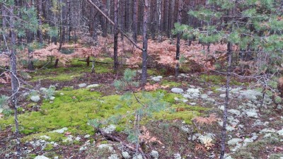 DSC_0452.jpg